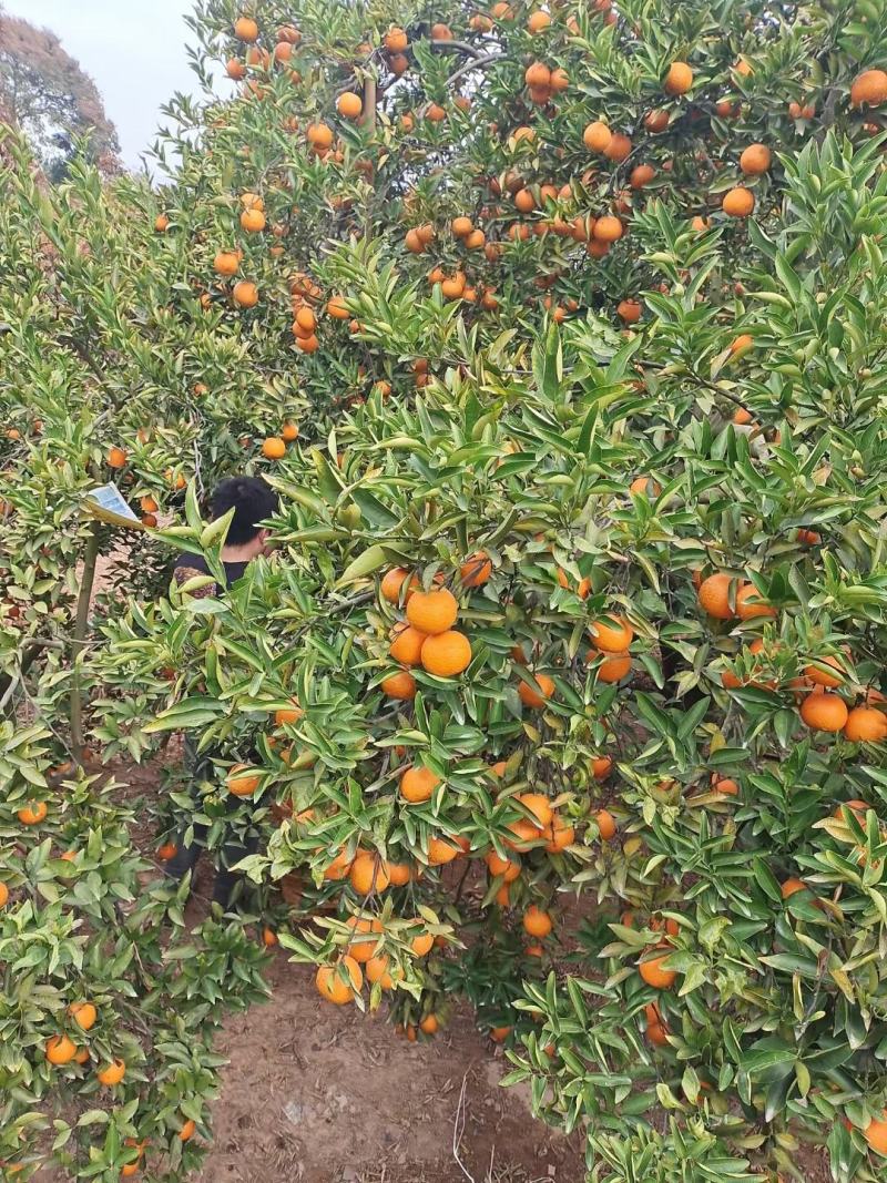 沃柑，定芦每天都有采摘