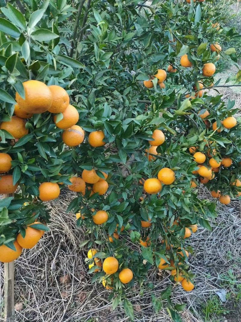 沃柑，定芦每天都有采摘
