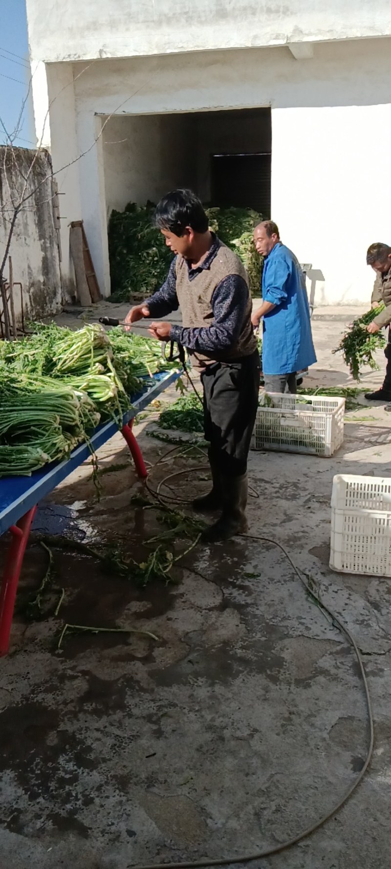 手工脱水干梅菜自产自销不满意无理由退换