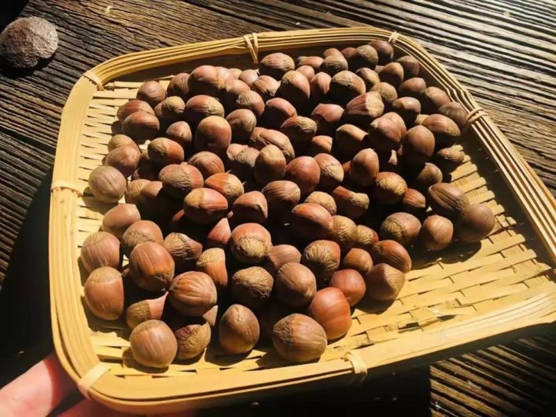 （包邮）炒熟大榛子香脆可口！长白山特产批发零售