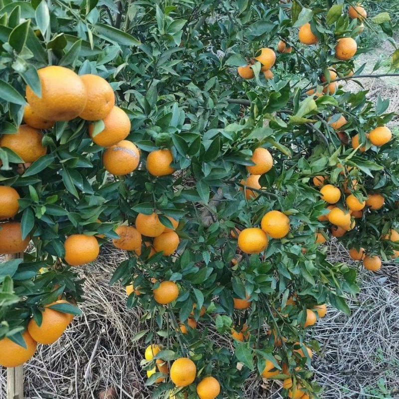 沃柑，定芦每天都有采摘