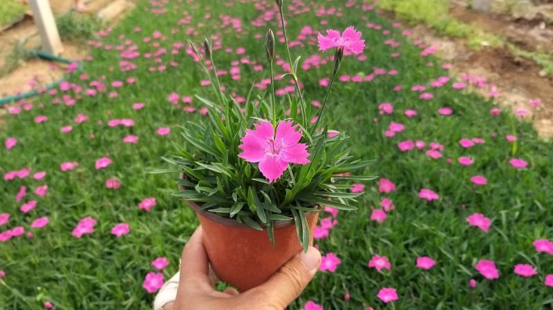 欧石竹杯苗500万盆，山东坤盛花卉基地全国发货