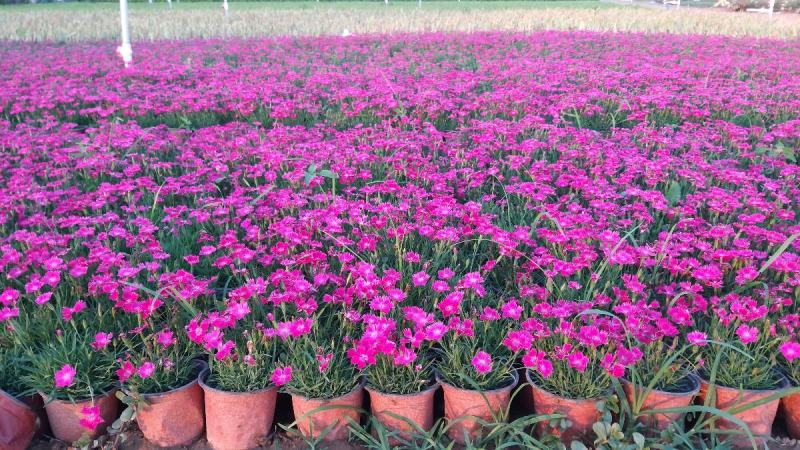 欧石竹杯苗500万盆，山东坤盛花卉基地全国发货