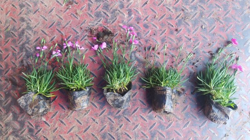 欧石竹杯苗500万盆，山东坤盛花卉基地全国发货