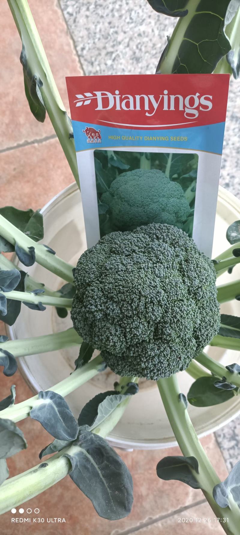 西兰花苗大呢还有8万颗左右要种老板联系我，品种是强汉，