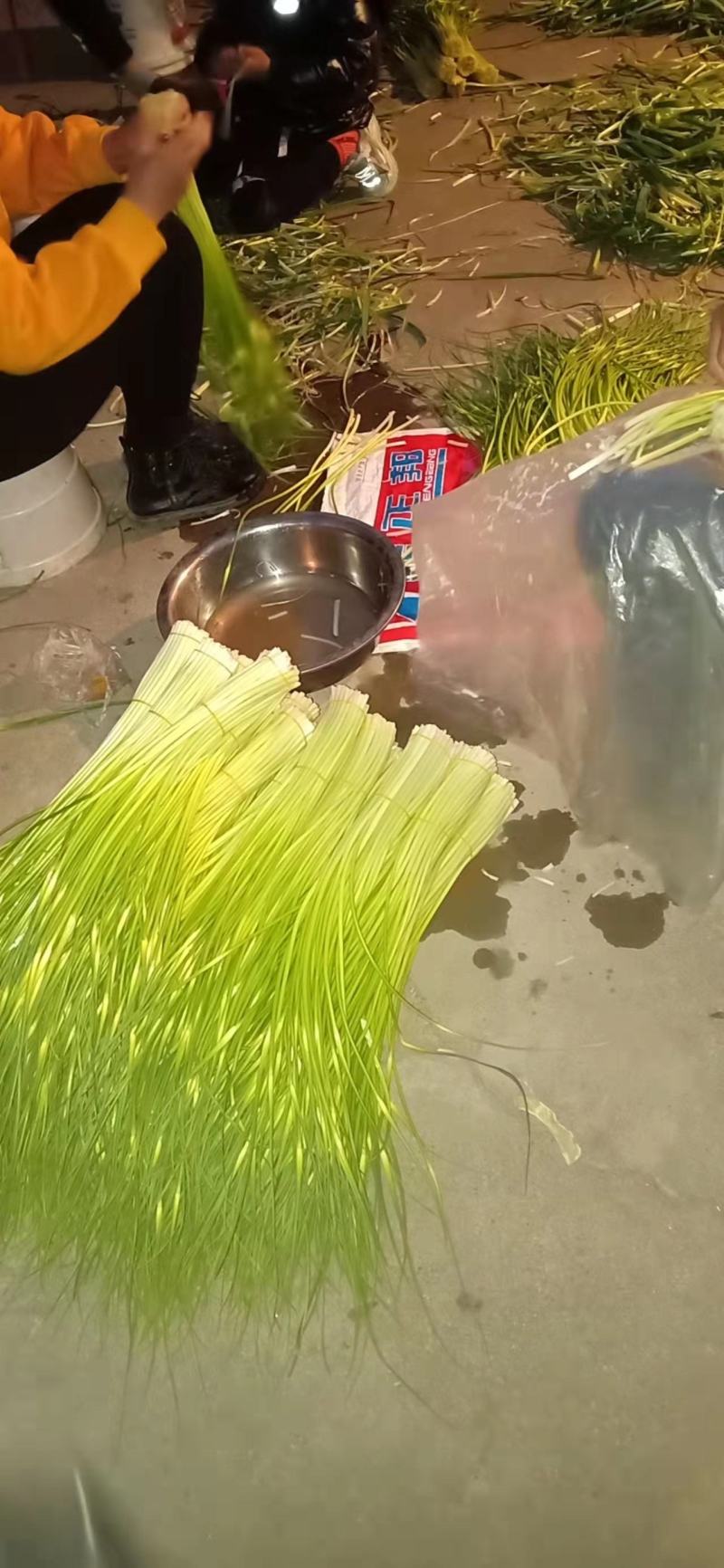 蒜苔，新鲜蒜苔，嫩脆！现在已经大量上市，每天价格有浮动