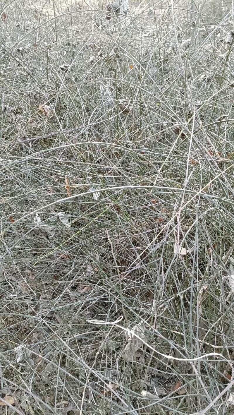云南黄素馨工程苗，迎春杯苗基地常年大量批发