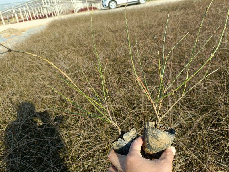 云南黄素馨工程苗，迎春杯苗基地常年大量批发