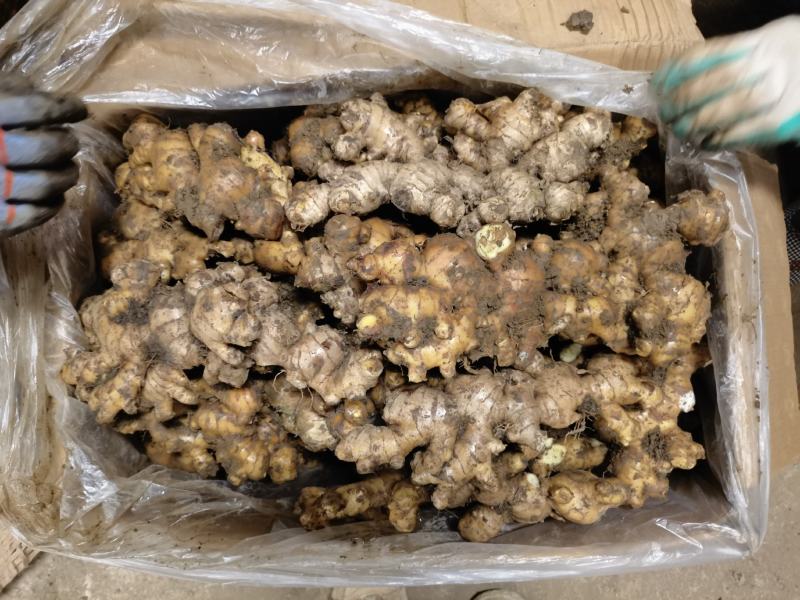 广西百色大姜本地姜肉姜姜种菜姜切丝餐饮