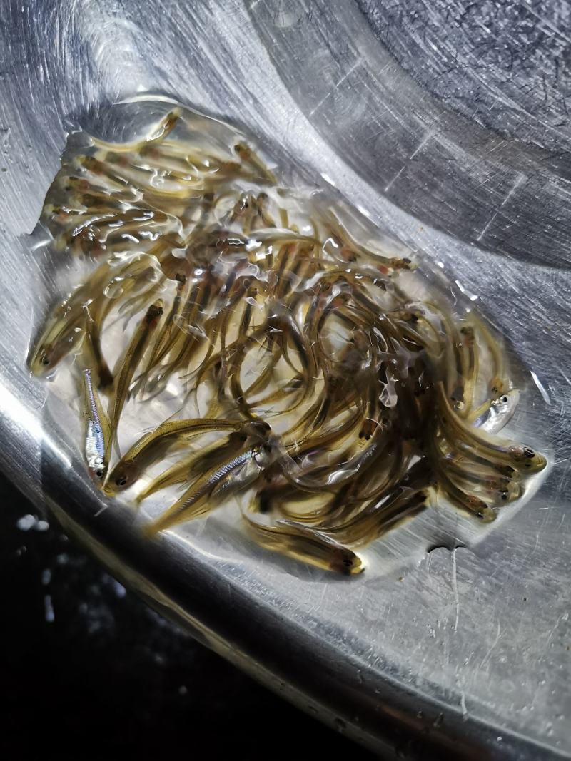 自产自销，翘嘴白鱼苗，大白刁。刁子鱼苗。拉网不跳品种