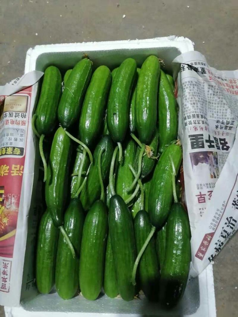 【精品】水果黄瓜，价格优惠，诚信经营，量大优惠，大量供应