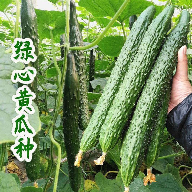 黄瓜种籽子高产深绿油亮青瓜耐热高产抗病顺直春秋四季黄瓜种