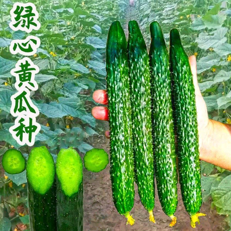 黄瓜种籽子高产深绿油亮青瓜耐热高产抗病顺直春秋四季黄瓜种