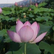 绿化荷花盆栽，坤盛水生植物基地各种滨水植物品种齐全，量大