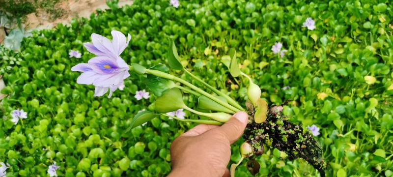 绿化荷花盆栽，坤盛水生植物基地各种滨水植物品种齐全，量大