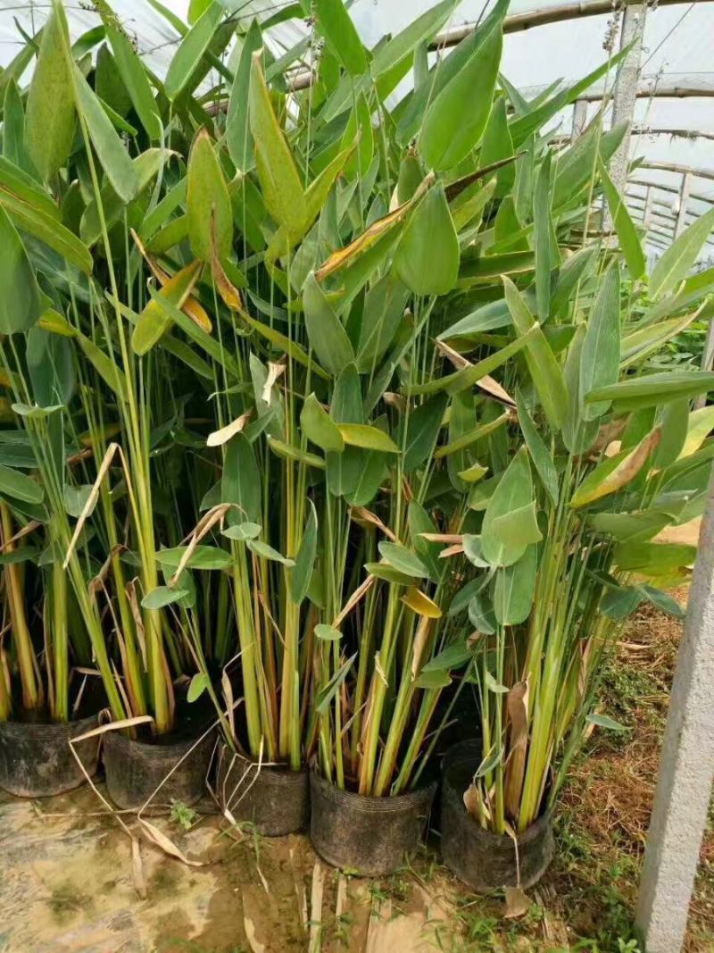绿化荷花盆栽，坤盛水生植物基地各种滨水植物品种齐全，量大