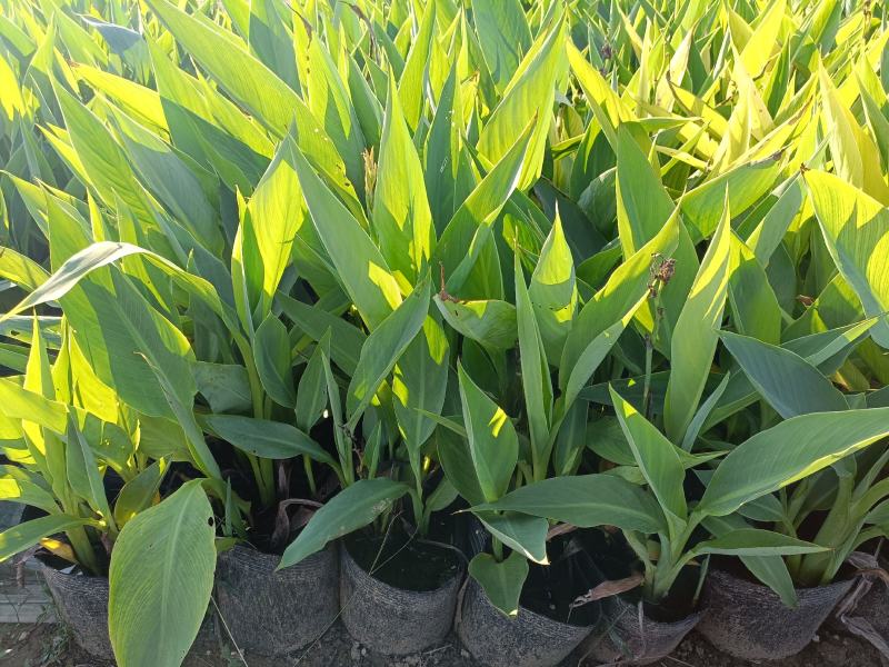 绿化荷花盆栽，坤盛水生植物基地各种滨水植物品种齐全，量大