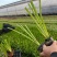 绿化荷花盆栽，坤盛水生植物基地各种滨水植物品种齐全，量大