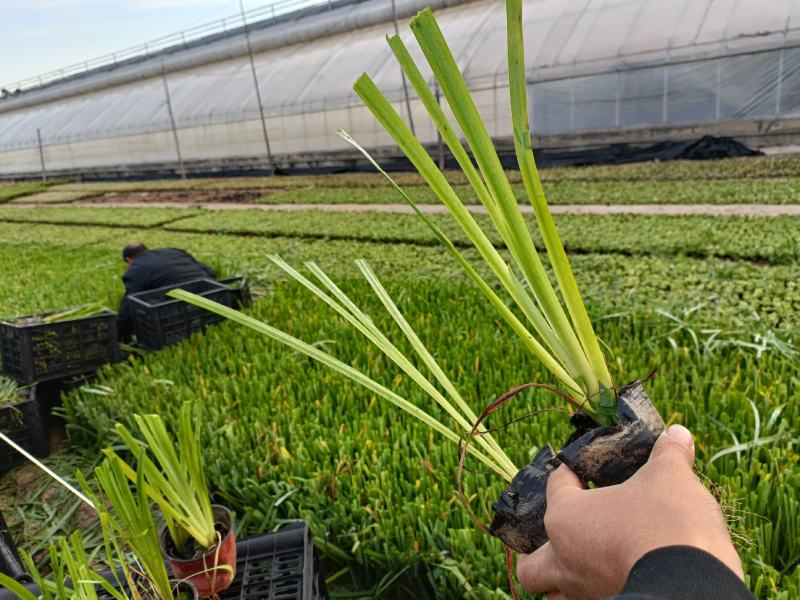 绿化荷花盆栽，坤盛水生植物基地各种滨水植物品种齐全，量大