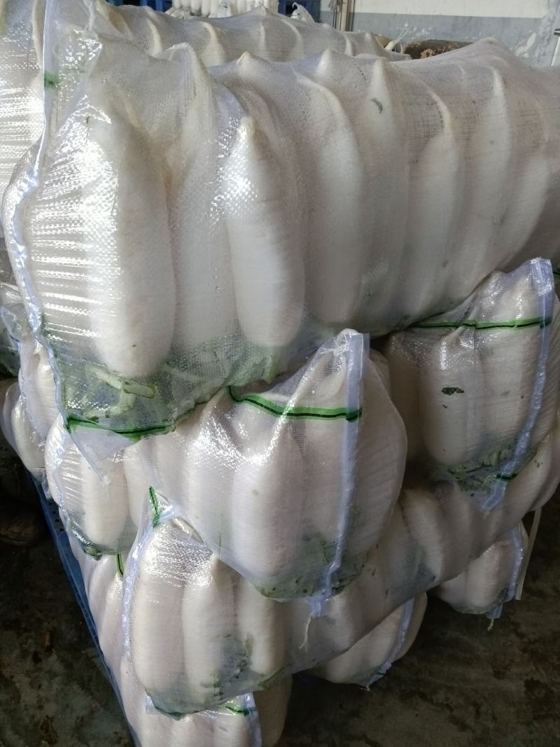 新鲜现拨现洗现卖白萝卜湖北基地直供大量出售白萝卜白萝卜