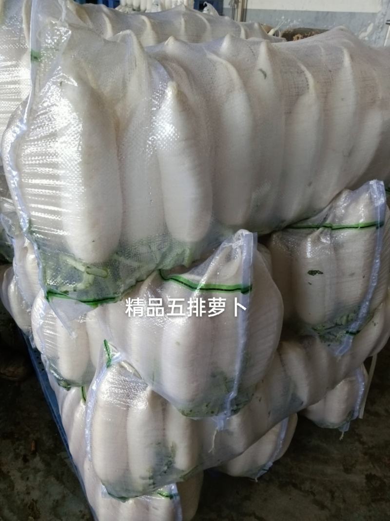 新鲜现拨现洗现卖白萝卜湖北基地直供大量出售白萝卜白萝卜