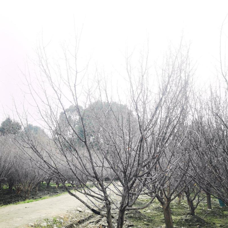 山杏移植苗，山杏移植苗大量现货，基地直发