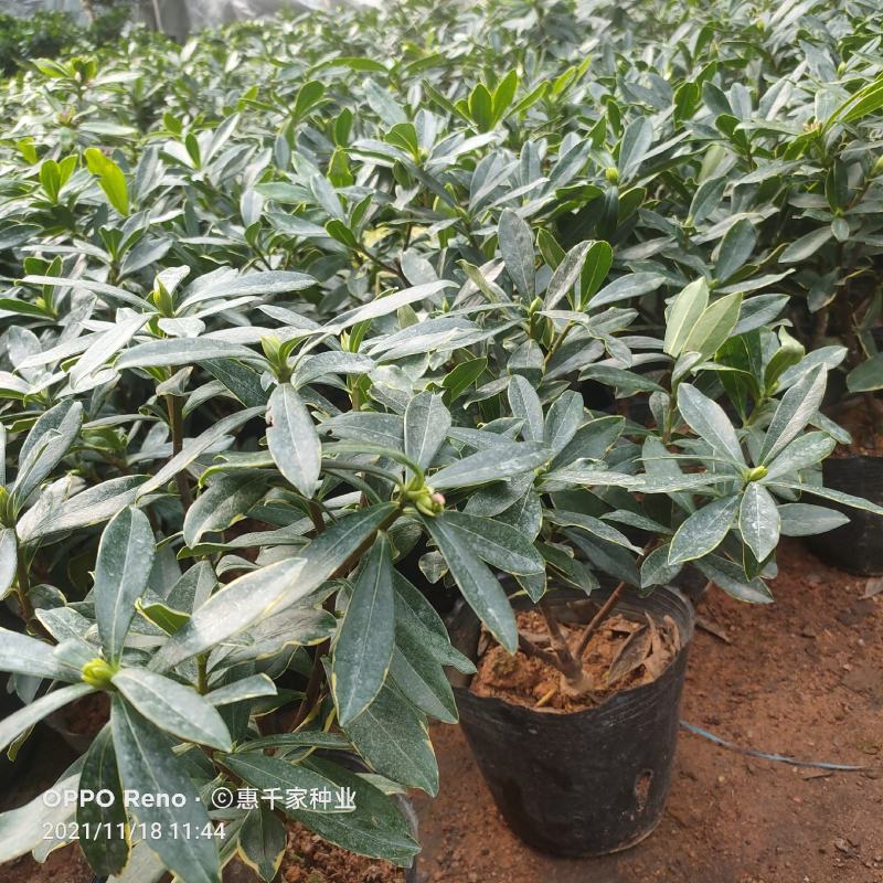 金边瑞香盆栽室内浓香型盆景冬季开花植物耐寒带花苞瑞香花苗