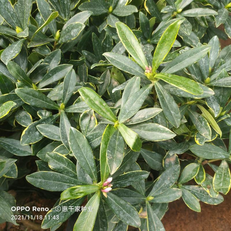 金边瑞香盆栽室内浓香型盆景冬季开花植物耐寒带花苞瑞香花苗