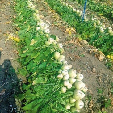 大头菜