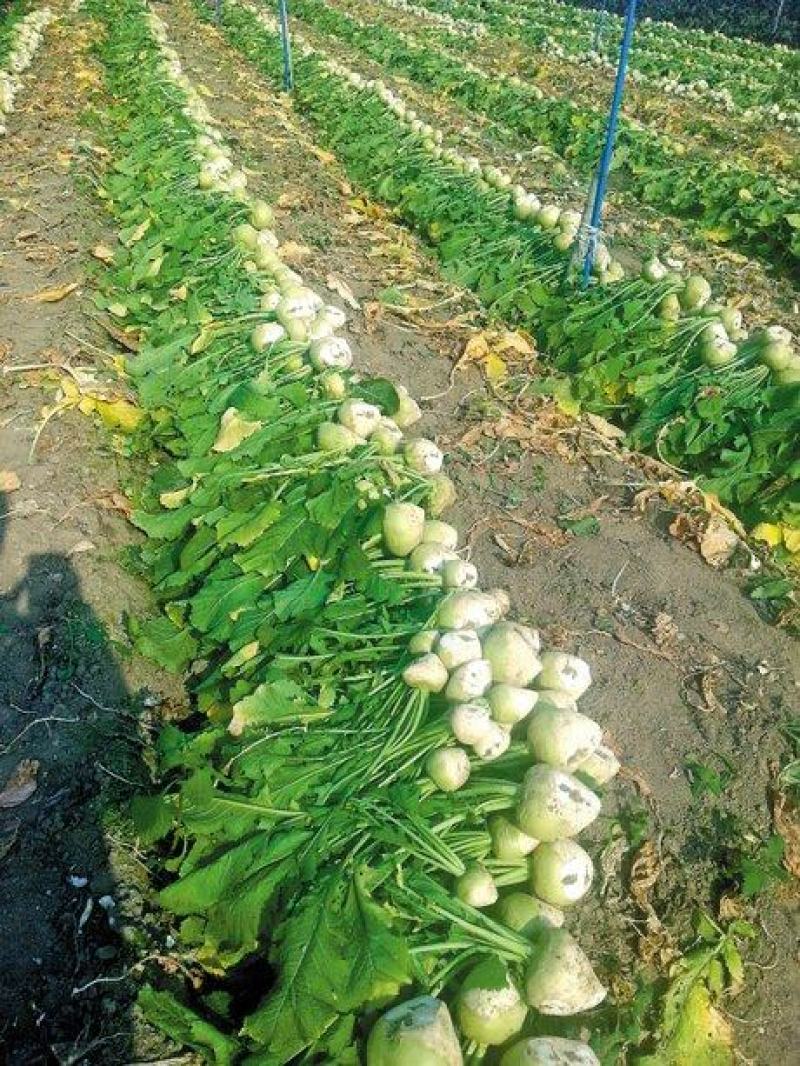 大头菜