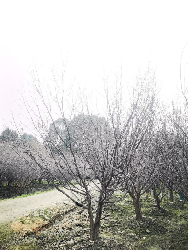 山杏移植苗，山杏移植苗大量现货，基地直发