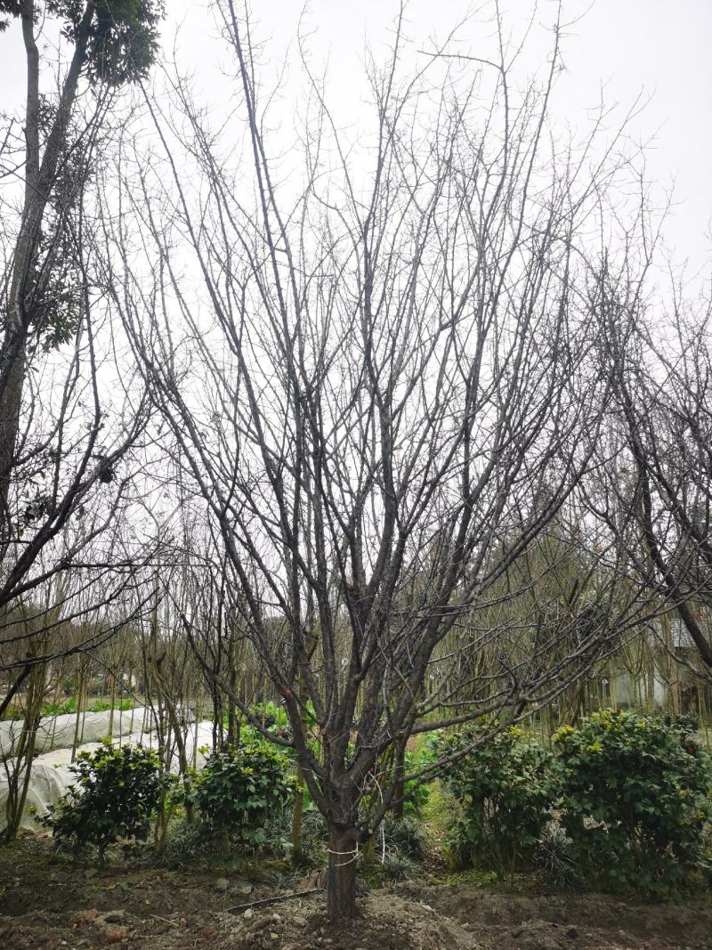 山杏移植苗，山杏移植苗大量现货，基地直发