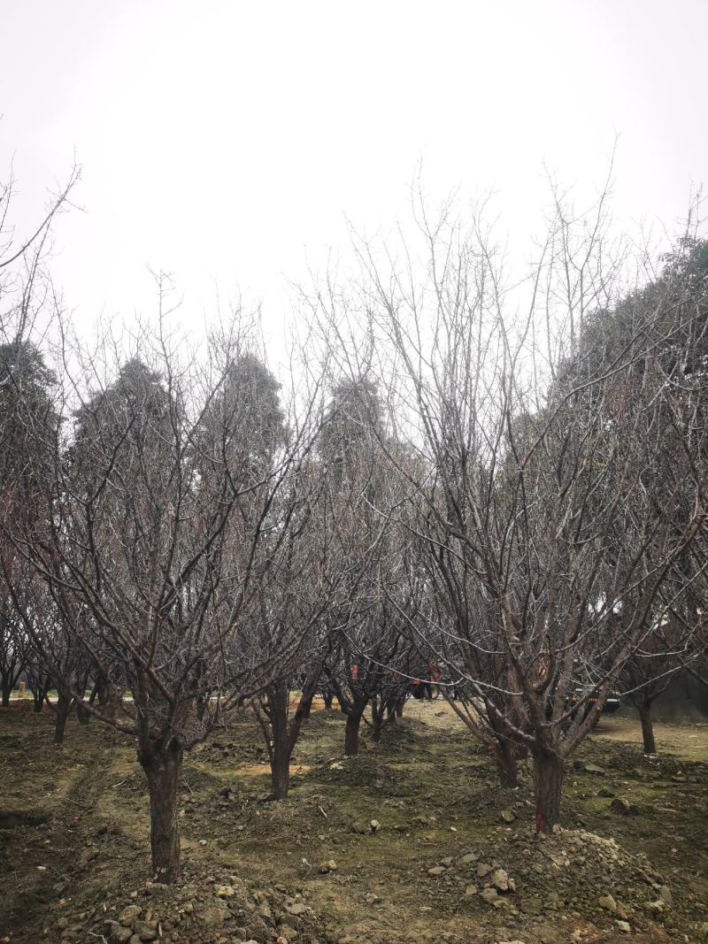 山杏移植苗，山杏移植苗大量现货，基地直发
