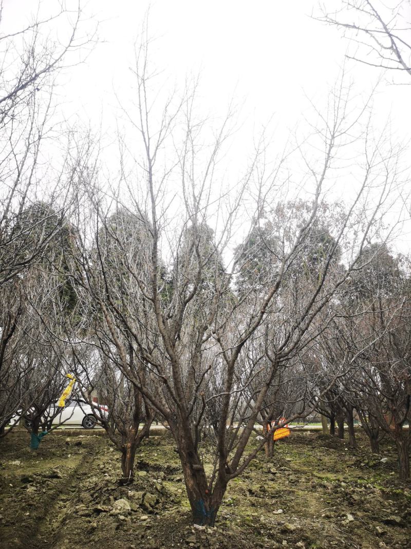山杏移植苗，山杏移植苗大量现货，基地直发
