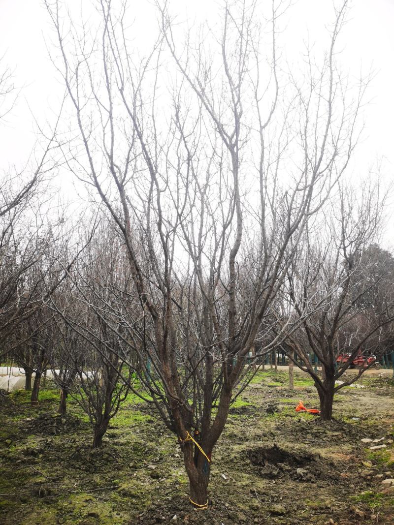 山杏移植苗，山杏移植苗大量现货，基地直发