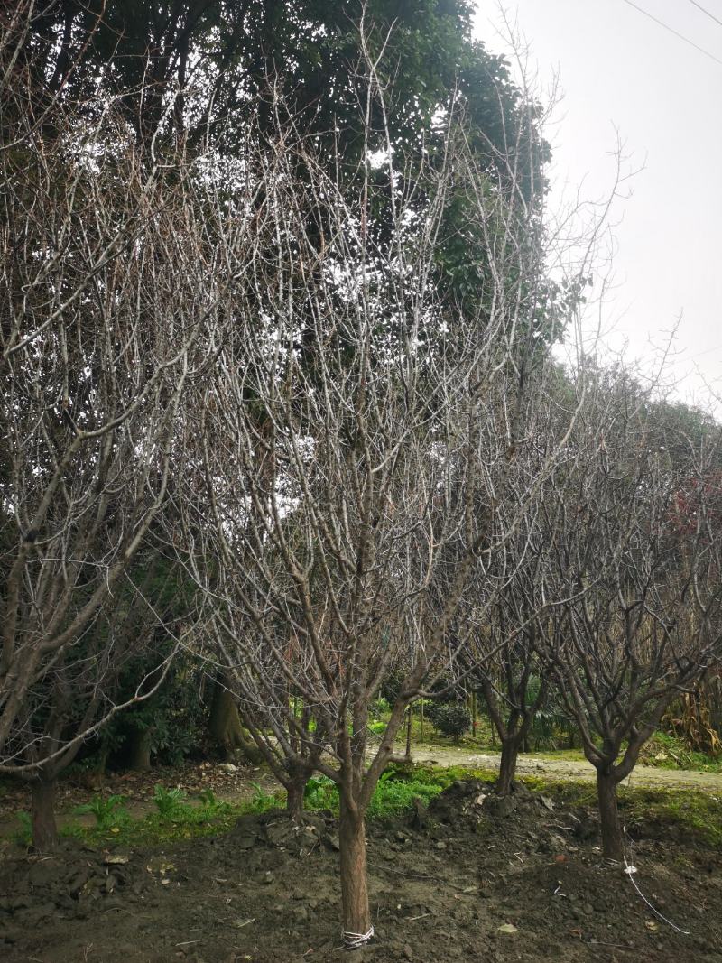 山杏移植苗，山杏移植苗大量现货，基地直发