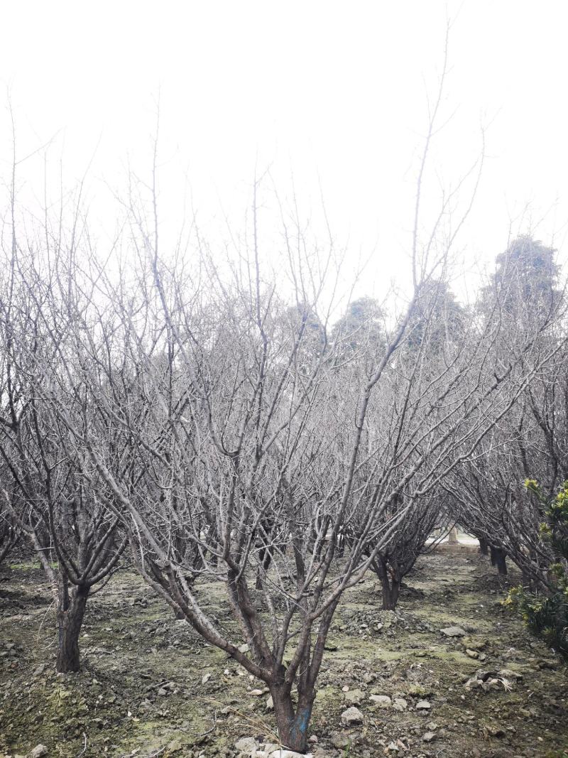 山杏移植苗，山杏移植苗大量现货，基地直发