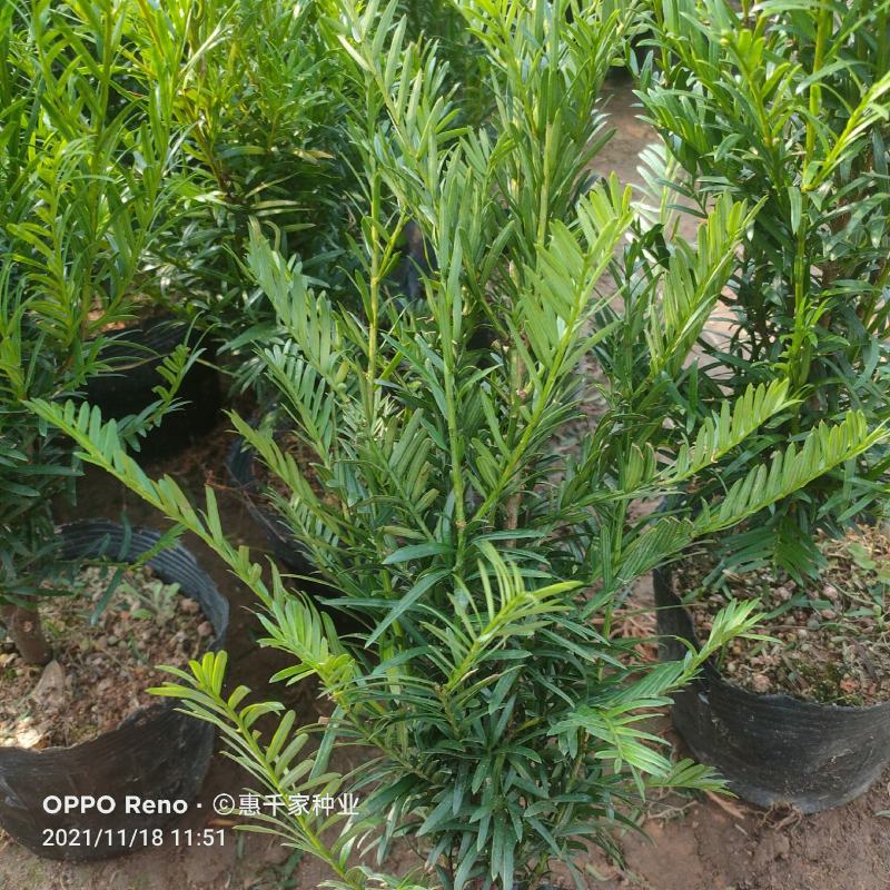 红豆杉树苗南方红豆杉曼地亚红豆杉树苗室内外盆栽地栽绿