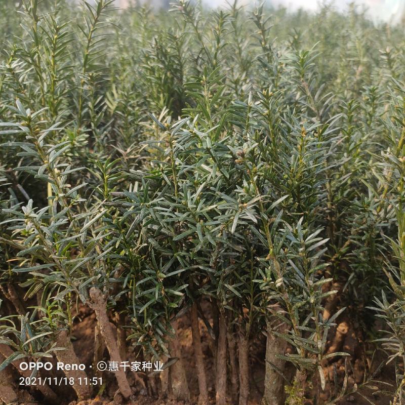 红豆杉树苗南方红豆杉曼地亚红豆杉树苗室内外盆栽地栽绿