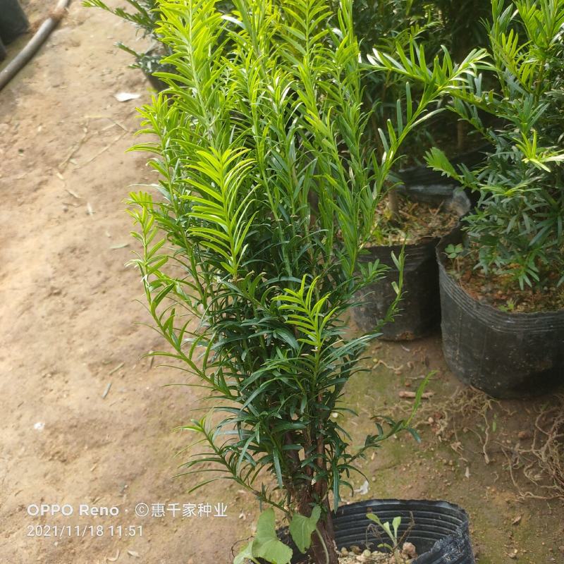 红豆杉树苗南方红豆杉曼地亚红豆杉树苗室内外盆栽地栽绿