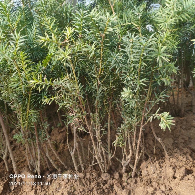 红豆杉树苗南方红豆杉曼地亚红豆杉树苗室内外盆栽地栽绿