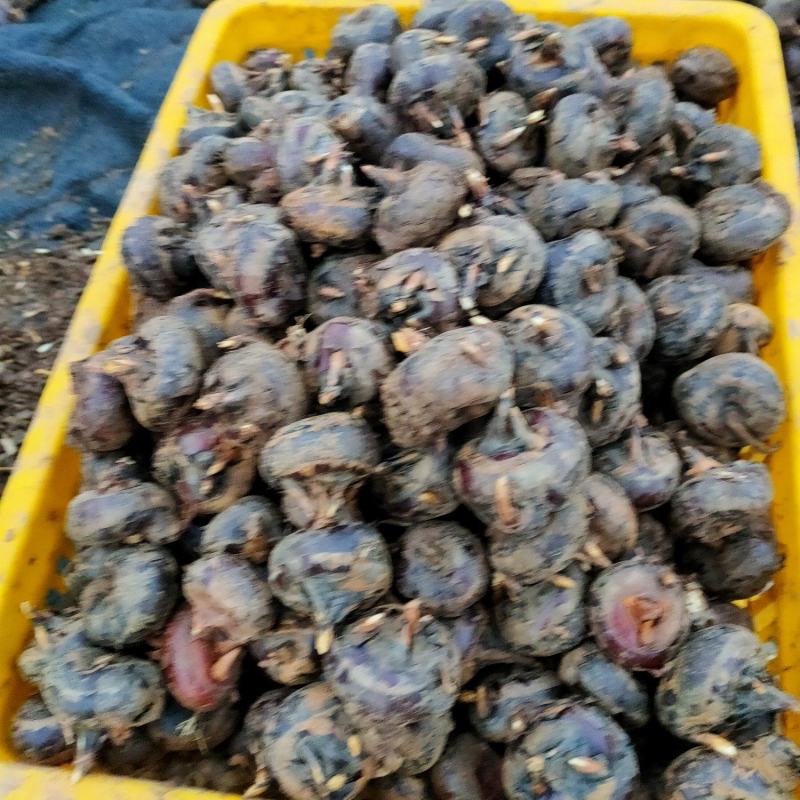 正宗毛马蹄荸荠特大果产地直供欢迎各地采购商采购