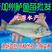 广东鲈鱼苗，淡水加州鲈鱼，公分寸苗，饲料鱼