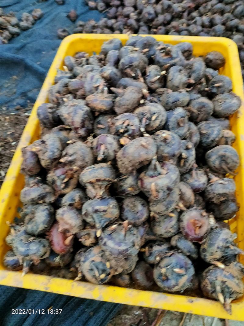 正宗毛马蹄荸荠特大果产地直供欢迎各地采购商采购