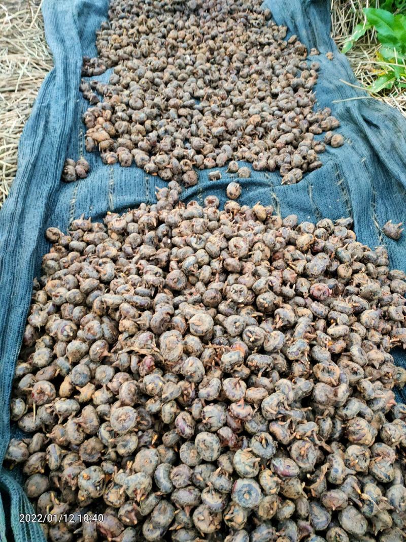 正宗毛马蹄荸荠特大果产地直供欢迎各地采购商采购