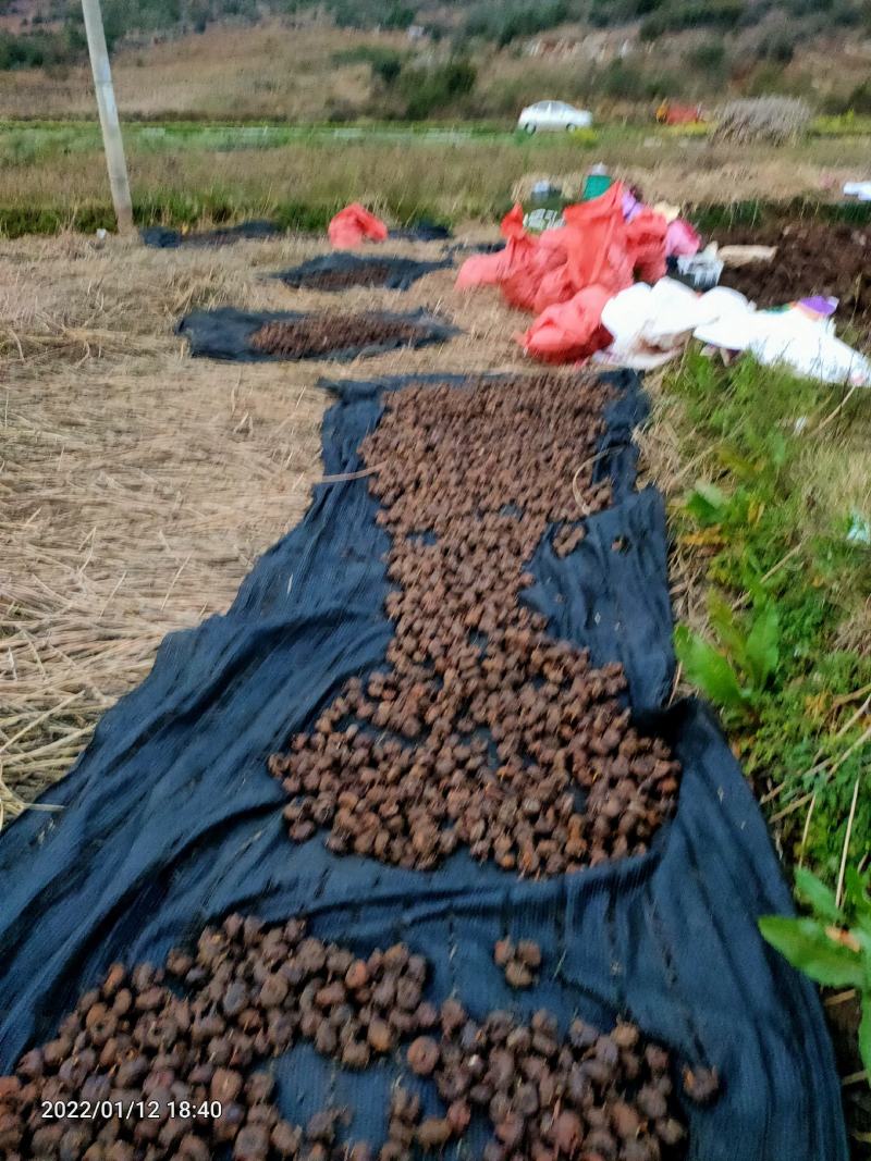 正宗毛马蹄荸荠特大果产地直供欢迎各地采购商采购