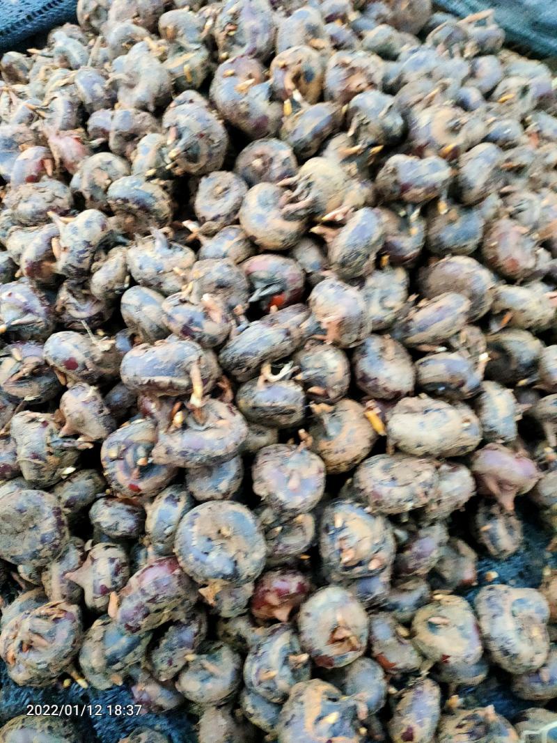 正宗毛马蹄荸荠特大果产地直供欢迎各地采购商采购