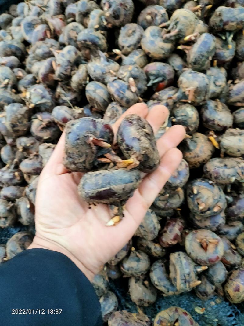 正宗毛马蹄荸荠特大果产地直供欢迎各地采购商采购