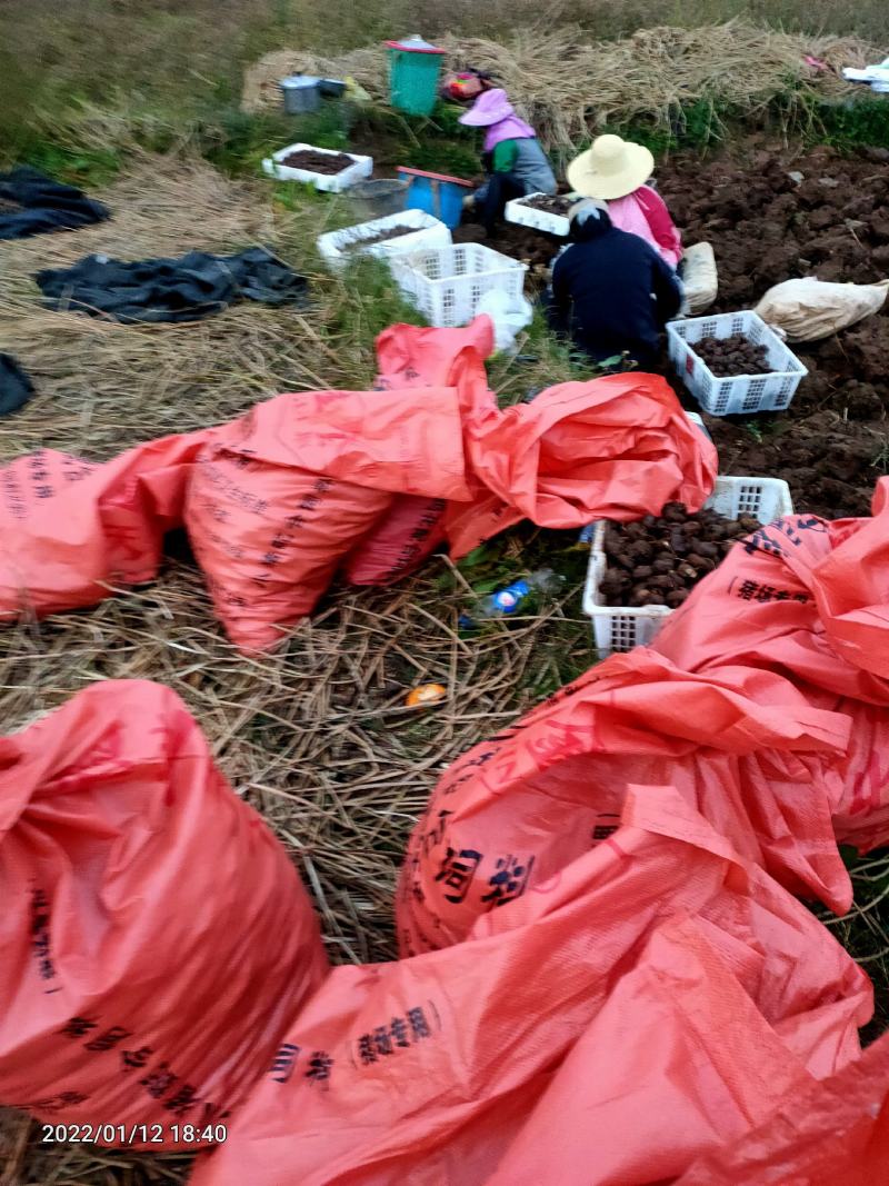正宗毛马蹄荸荠特大果产地直供欢迎各地采购商采购