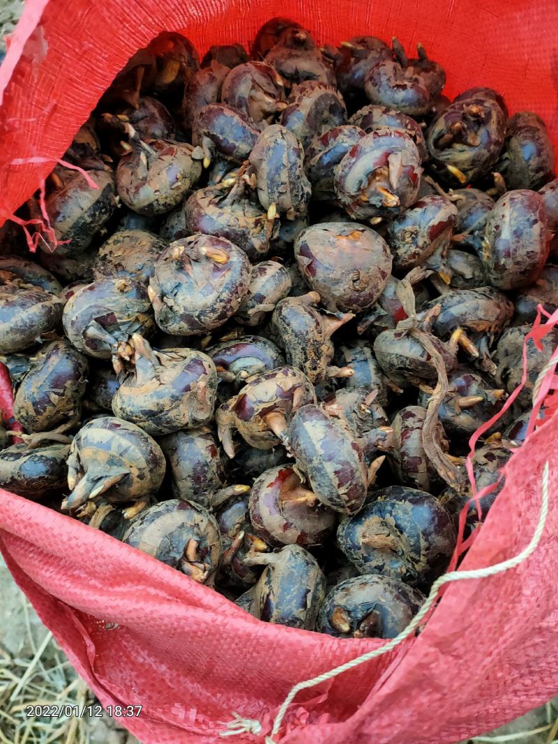 正宗毛马蹄荸荠特大果产地直供欢迎各地采购商采购